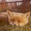 urbanfoxhunting's avatar