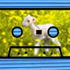 The Contest Contest II Badge