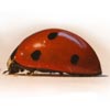 The Bugfinder Badge (v1)