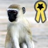 The Album Monkey