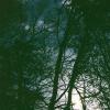 WALKING IN THE WOODS BEHIND MY HOUSE
