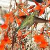 A Hummingbird's Daydream While Quietly Watching Peter