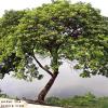 Under the Acacia Tree