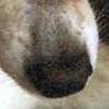My baby girl. Carley lived to the ripe old age of 17.