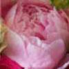 I like the peonies.