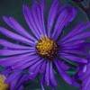 New England Aster
Aster novae-angliae
Asteraceae