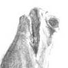i drew a horse and i scanned it the wrong way
