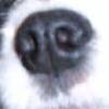 this is my dog, Pipa