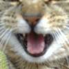 The cat that lives nextdoor.