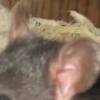dispite all her rage she is still just a rat in her cage. 


I love my pet rat Lela. <3