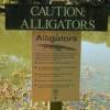 ... gators are big here, too.
